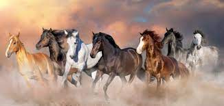 الخصائص العضوية الرئيسية للخيول العربية الأصيلة و اهم ما يميزة
